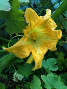 The courgettes are still flowering - in October!