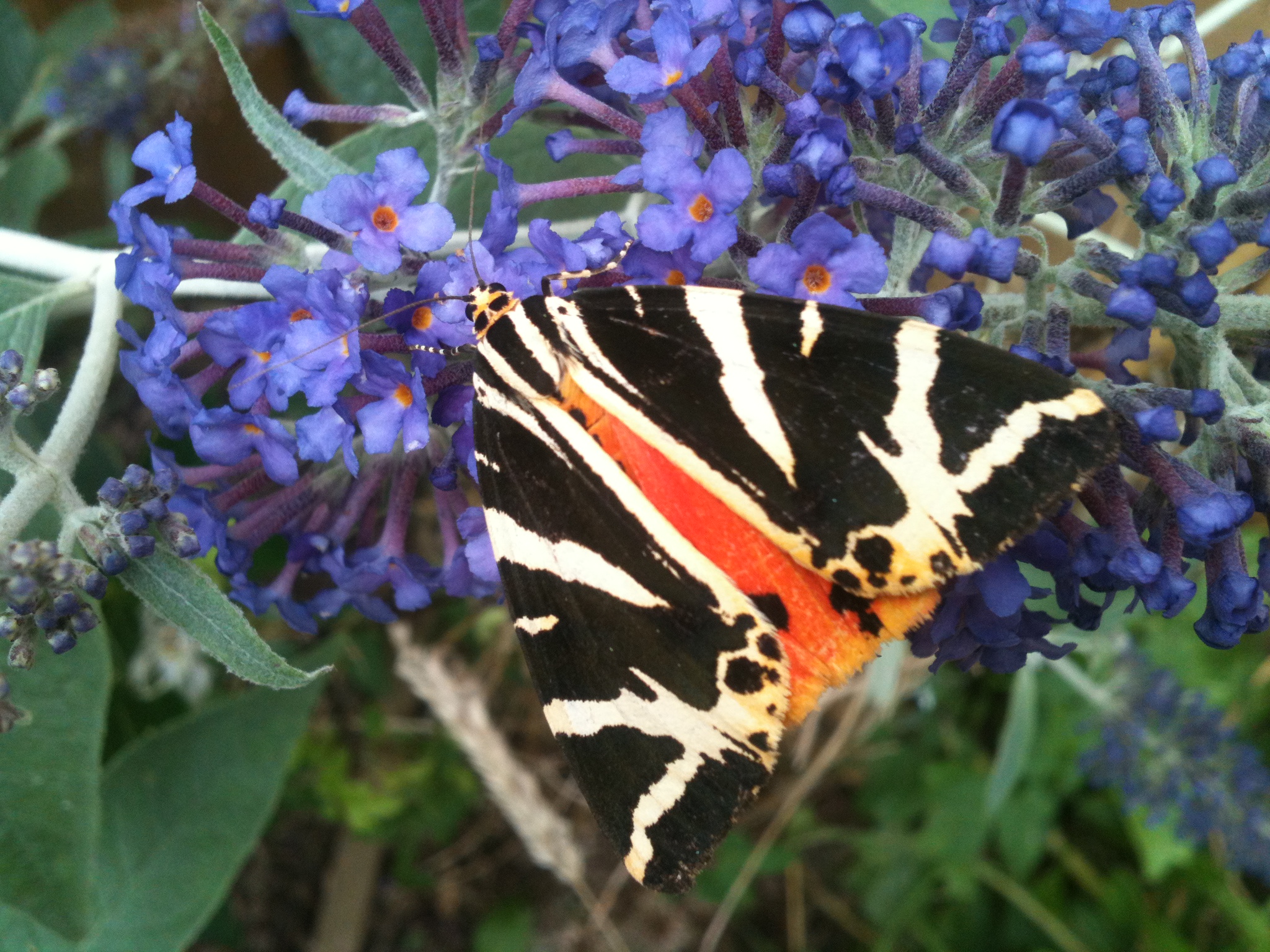 Meeting a tiger moth in the garden